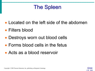 The Spleen
Slide
Copyright © 2003 Pearson Education, Inc. publishing as Benjamin Cummings
 Located on the left side of the abdomen
 Filters blood
 Destroys worn out blood cells
 Forms blood cells in the fetus
 Acts as a blood reservoir
 
