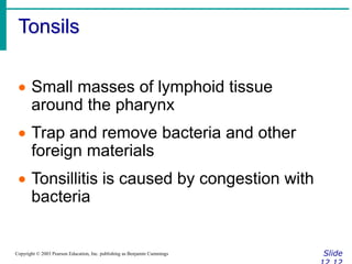 Tonsils
Slide
Copyright © 2003 Pearson Education, Inc. publishing as Benjamin Cummings
 Small masses of lymphoid tissue
around the pharynx
 Trap and remove bacteria and other
foreign materials
 Tonsillitis is caused by congestion with
bacteria
 
