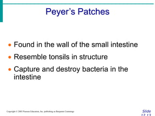 Peyer’s Patches
Slide
Copyright © 2003 Pearson Education, Inc. publishing as Benjamin Cummings
 Found in the wall of the small intestine
 Resemble tonsils in structure
 Capture and destroy bacteria in the
intestine
 