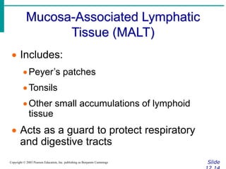 Mucosa-Associated Lymphatic
Tissue (MALT)
Slide
Copyright © 2003 Pearson Education, Inc. publishing as Benjamin Cummings
 Includes:
Peyer’s patches
Tonsils
Other small accumulations of lymphoid
tissue
 Acts as a guard to protect respiratory
and digestive tracts
 