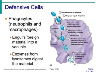 Defensive Cells
Slide
Copyright © 2003 Pearson Education, Inc. publishing as Benjamin Cummings
 Phagocytes
(neutrophils and
macrophages)
Engulfs foreign
material into a
vacuole
Enzymes from
lysosomes digest
the material
Figure 12.6b
 