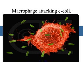 Macrophage attacking e-coli.
•
Macrophage attacking e-coli.
•
 