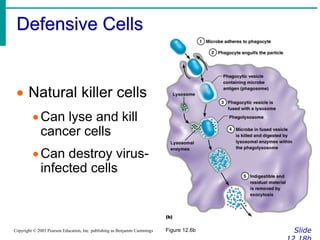 Defensive Cells
Slide
Copyright © 2003 Pearson Education, Inc. publishing as Benjamin Cummings
 Natural killer cells
Can lyse and kill
cancer cells
Can destroy virus-
infected cells
Figure 12.6b
 
