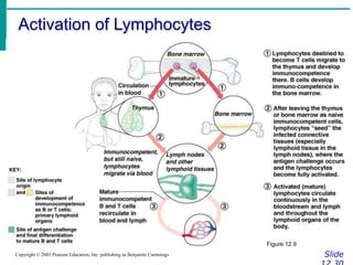 Activation of Lymphocytes
Slide
Copyright © 2003 Pearson Education, Inc. publishing as Benjamin Cummings
Figure 12.9
 