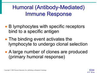 Humoral (Antibody-Mediated)
Immune Response
Slide
Copyright © 2003 Pearson Education, Inc. publishing as Benjamin Cummings
 B lymphocytes with specific receptors
bind to a specific antigen
 The binding event activates the
lymphocyte to undergo clonal selection
 A large number of clones are produced
(primary humoral response)
 