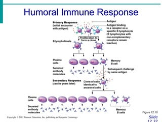 Humoral Immune Response
Slide
Copyright © 2003 Pearson Education, Inc. publishing as Benjamin Cummings
Figure 12.10
 