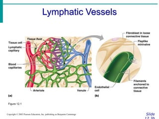 Lymphatic Vessels
Slide
Copyright © 2003 Pearson Education, Inc. publishing as Benjamin Cummings
Figure 12.1
 