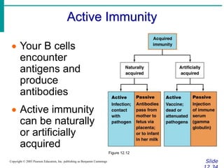 Active Immunity
Slide
Copyright © 2003 Pearson Education, Inc. publishing as Benjamin Cummings
 Your B cells
encounter
antigens and
produce
antibodies
 Active immunity
can be naturally
or artificially
acquired
Figure 12.12
 