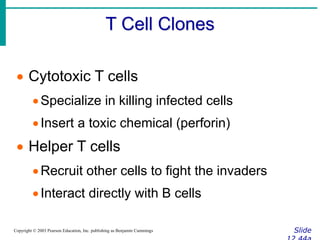 T Cell Clones
Slide
Copyright © 2003 Pearson Education, Inc. publishing as Benjamin Cummings
 Cytotoxic T cells
Specialize in killing infected cells
Insert a toxic chemical (perforin)
 Helper T cells
Recruit other cells to fight the invaders
Interact directly with B cells
 