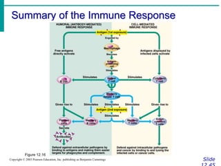 Summary of the Immune Response
Slide
Copyright © 2003 Pearson Education, Inc. publishing as Benjamin Cummings
Figure 12.16
 