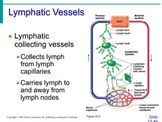 Lymphatic Vessels
Slide
Copyright © 2003 Pearson Education, Inc. publishing as Benjamin Cummings
 Lymphatic
collecting vessels
Collects lymph
from lymph
capillaries
Carries lymph to
and away from
lymph nodes
Figure 12.2
 