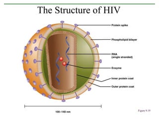 The Structure of HIV
Figure 9.19
 