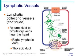Lymphatic Vessels
Slide
Copyright © 2003 Pearson Education, Inc. publishing as Benjamin Cummings
 Lymphatic
collecting vessels
(continued)
Returns fluid to
circulatory veins
near the heart
Right lymphatic
duct
Thoracic duct
Figure 12.2
 