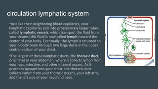 Lymphatic immune system Slide 28