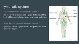 Lymphatic immune system Slide 3