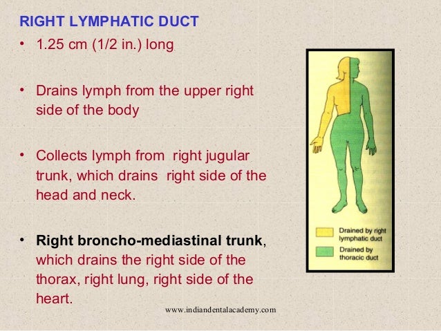 Lymphatics