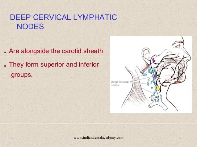 Cervical Lymph Nodes Drainage System