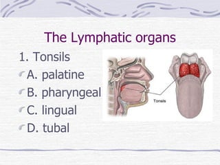 The Lymphatic organs 1. Tonsils A. palatine B. pharyngeal C. lingual D. tubal 