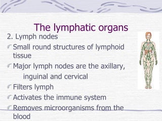 The lymphatic organs 2. Lymph nodes Small round structures of lymphoid tissue Major lymph nodes are the axillary, inguinal and cervical Filters lymph Activates the immune system Removes microorganisms from the blood 