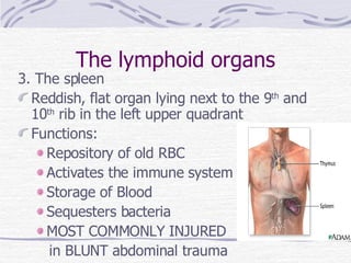 The lymphoid organs 3. The spleen Reddish, flat organ lying next to the 9 th  and 10 th  rib in the left upper quadrant Functions: Repository of old RBC Activates the immune system Storage of Blood Sequesters bacteria MOST COMMONLY INJURED  in BLUNT abdominal trauma 