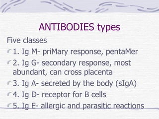 ANTIBODIES types Five classes 1. Ig M- priMary response, pentaMer 2. Ig G- secondary response, most abundant, can cross placenta 3. Ig A- secreted by the body (sIgA) 4. Ig D- receptor for B cells 5. Ig E- allergic and parasitic reactions 