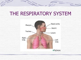THE RESPIRATORY SYSTEM 