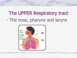 The UPPER Respiratory tract The nose, pharynx and larynx 