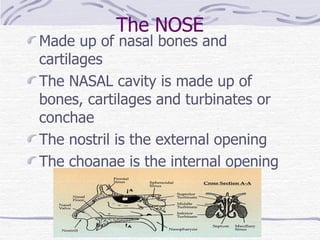 The NOSE Made up of nasal bones and cartilages The NASAL cavity is made up of bones, cartilages and turbinates or conchae The nostril is the external opening The choanae is the internal opening 
