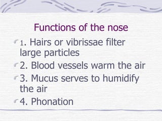 Functions of the nose 1 . Hairs or vibrissae filter large particles 2. Blood vessels warm the air 3. Mucus serves to humidify the air 4. Phonation 