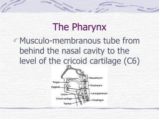 The Pharynx Musculo-membranous tube from behind the nasal cavity to the level of the cricoid cartilage (C6) 