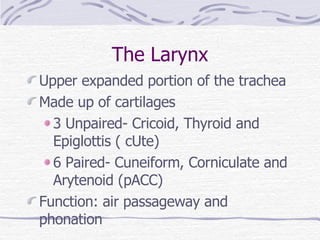 The Larynx Upper expanded portion of the trachea Made up of cartilages 3 Unpaired- Cricoid, Thyroid and Epiglottis ( cUte) 6 Paired- Cuneiform, Corniculate and Arytenoid (pACC) Function: air passageway and phonation 