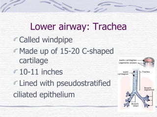Lower airway: Trachea Called windpipe Made up of 15-20 C-shaped cartilage 10-11 inches Lined with pseudostratified  ciliated epithelium 