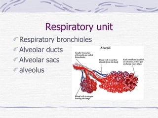 Respiratory unit Respiratory bronchioles Alveolar ducts Alveolar sacs alveolus 