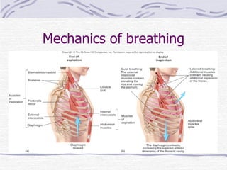Mechanics of breathing 