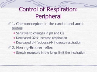 Control of Respiration: Peripheral 1. Chemoreceptors in the carotid and aortic bodies Sensitive to changes in pH and O2 Decreased O2   increase respiration Decreased pH (acidosis)   increase respiration 2. Herring-Breurer reflex Stretch receptors in the lungs limit the inspiration 