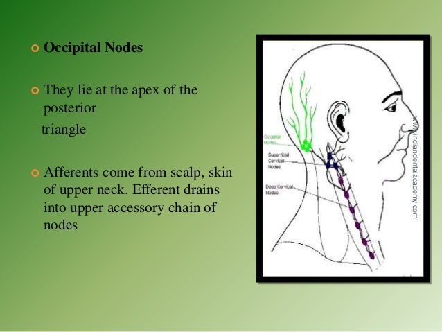 Lymphatics Of Head Neck And Face 2 Oral Surgery Courses
