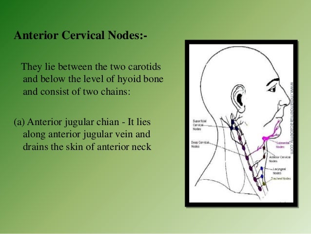 Lymphatics Of Head Neck And Face 2 Oral Surgery Courses