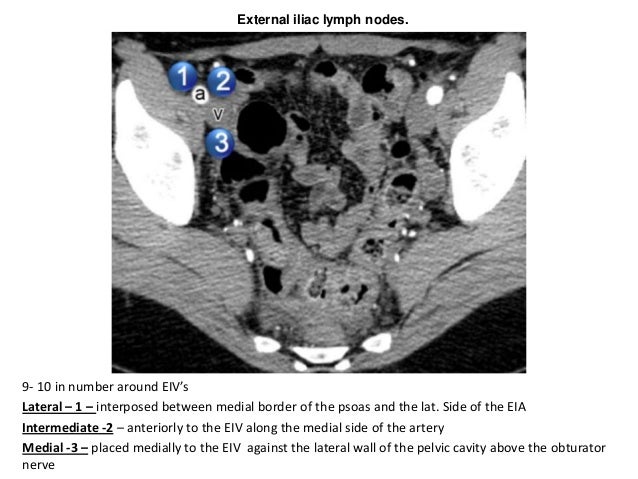 Lymphatics of the pelvis
