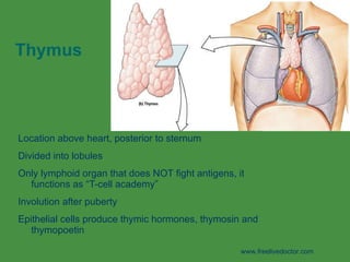 L Nervous System | PPT