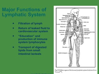 L Nervous System | PPT