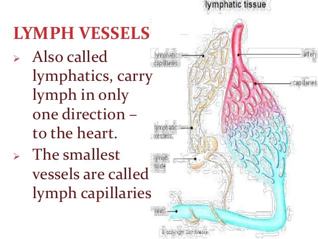 Lymphatic System