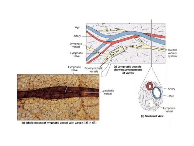 Lymphatic system