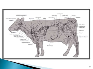 Lymphatic system | PPTX