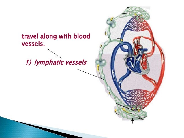 How Lymph Travels Through The Lymphatic System How Lymph Travels Through The Lymphatic System