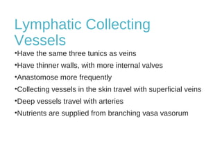 Lymphatic Collecting
Vessels
•Have the same three tunics as veins
•Have thinner walls, with more internal valves
•Anastomose more frequently
•Collecting vessels in the skin travel with superficial veins
•Deep vessels travel with arteries
•Nutrients are supplied from branching vasa vasorum
 