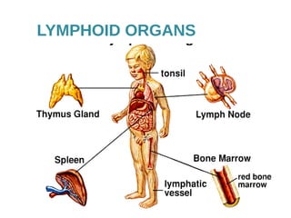 LYMPHOID ORGANS
 
