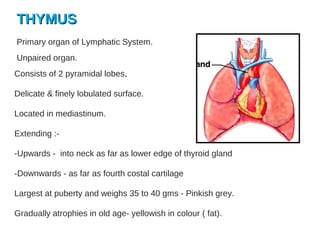 THYMUSTHYMUS
Primary organ of Lymphatic System.
Unpaired organ.
Consists of 2 pyramidal lobes..
Delicate & finely lobulated surface.
Located in mediastinum.
Extending :-
-Upwards - into neck as far as lower edge of thyroid gland
-Downwards - as far as fourth costal cartilage
Largest at puberty and weighs 35 to 40 gms - Pinkish grey.
Gradually atrophies in old age- yellowish in colour ( fat).
 