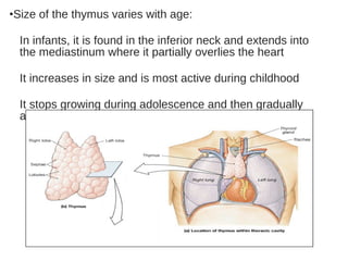 •Size of the thymus varies with age:
In infants, it is found in the inferior neck and extends into
the mediastinum where it partially overlies the heart
It increases in size and is most active during childhood
It stops growing during adolescence and then gradually
atrophies
 