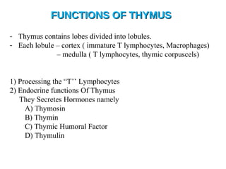 FUNCTIONS OF THYMUSFUNCTIONS OF THYMUS
- Thymus contains lobes divided into lobules.
- Each lobule – cortex ( immature T lymphocytes, Macrophages)
– medulla ( T lymphocytes, thymic corpuscels)
1) Processing the “T’’ Lymphocytes
2) Endocrine functions Of Thymus
They Secretes Hormones namely
A) Thymosin
B) Thymin
C) Thymic Humoral Factor
D) Thymulin
 