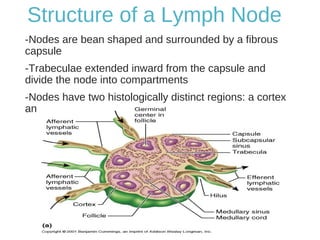 Structure of a Lymph Node
-Nodes are bean shaped and surrounded by a fibrous
capsule
-Trabeculae extended inward from the capsule and
divide the node into compartments
-Nodes have two histologically distinct regions: a cortex
and a medulla
 